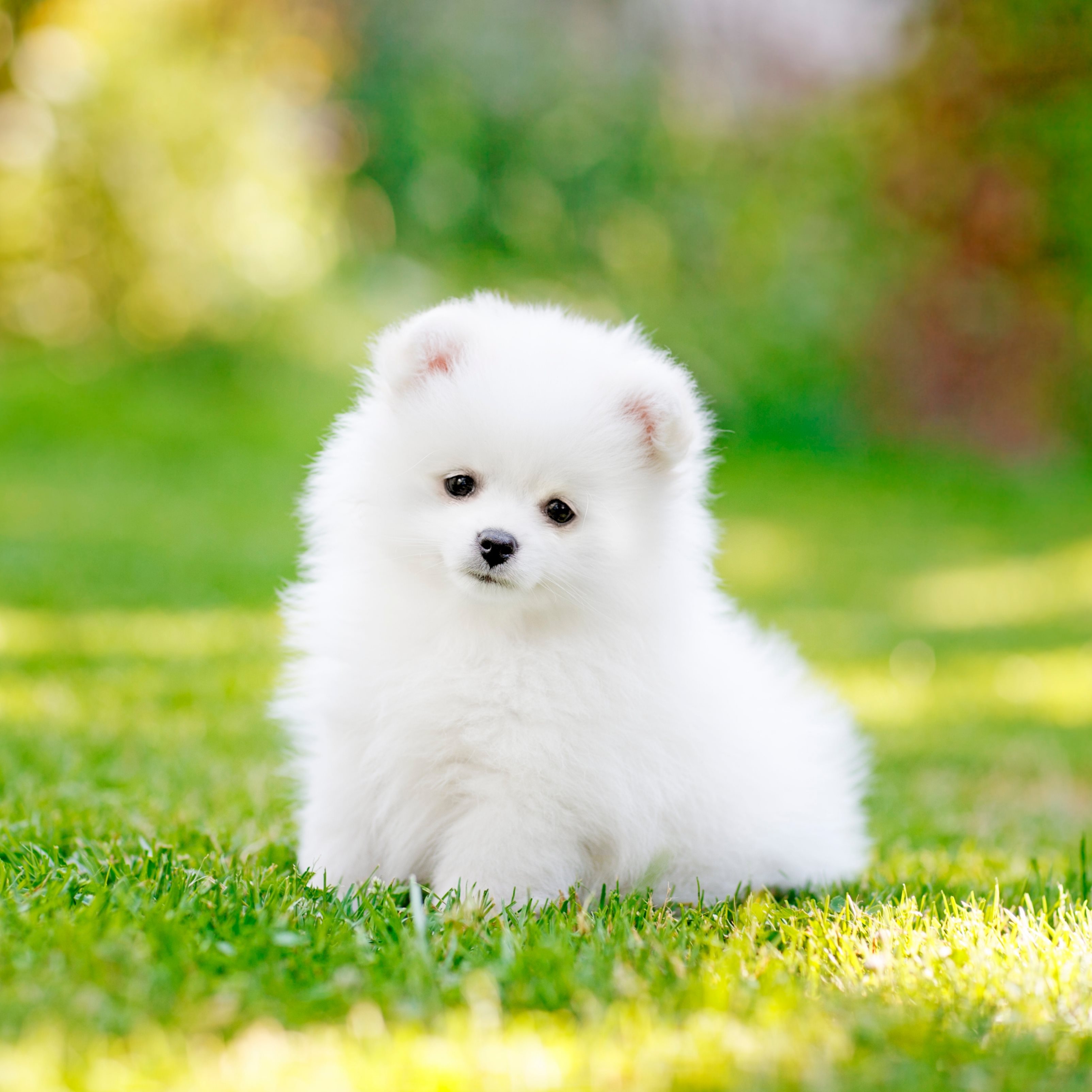 cute dog wallpapers for ipad