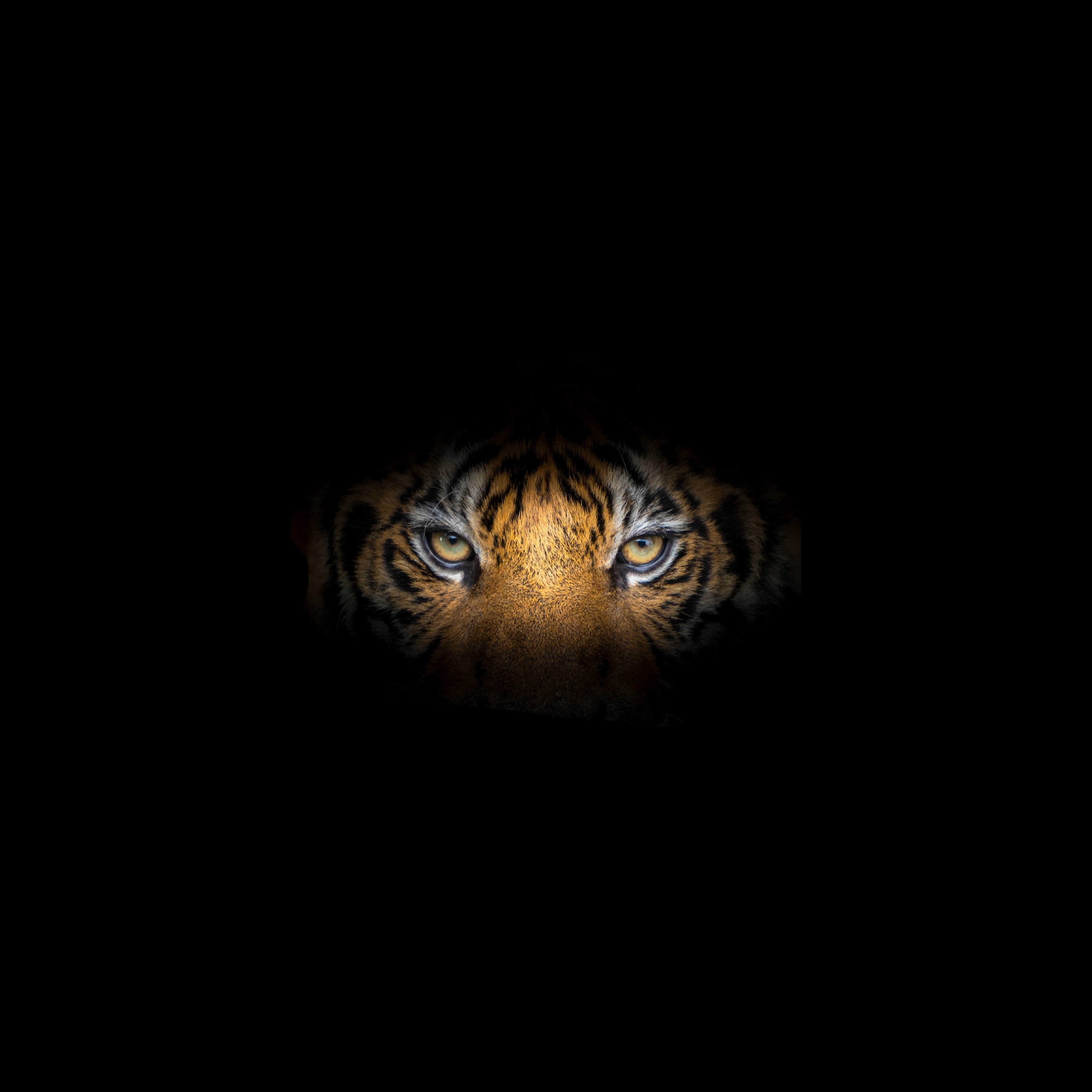 Tải xuống APK Tiger 4K Wallpaper cho Android