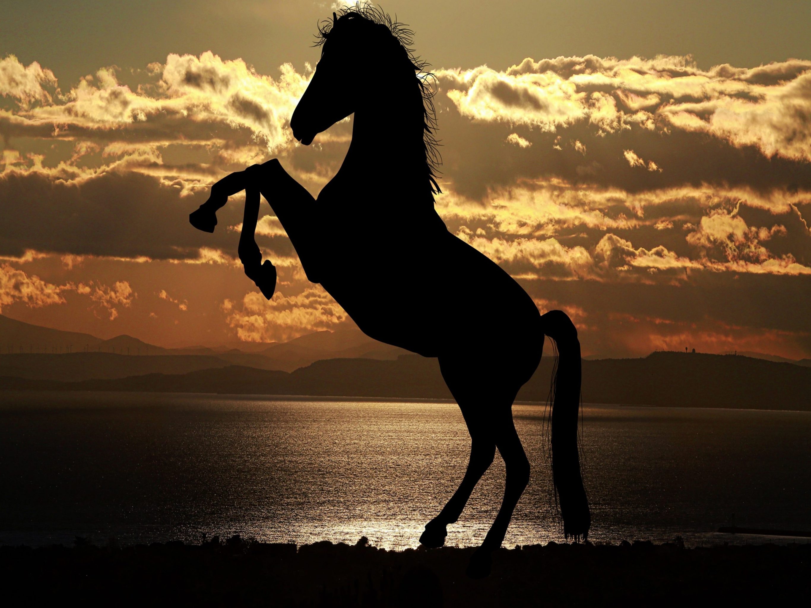 500+ Black Horse Pictures [HD] | Download Free Images on Unsplash