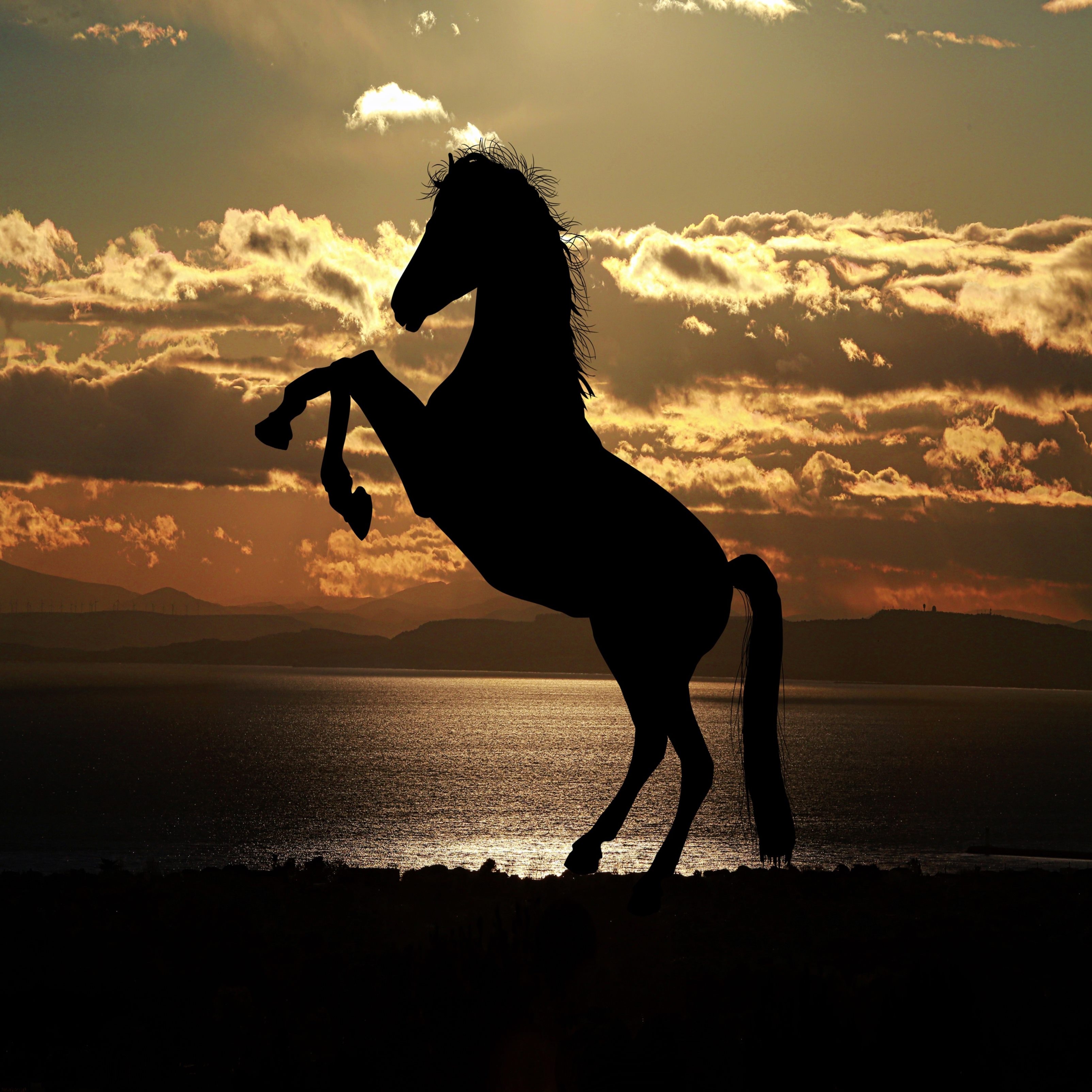 Horse Photograph White Live Wallpaper - free download
