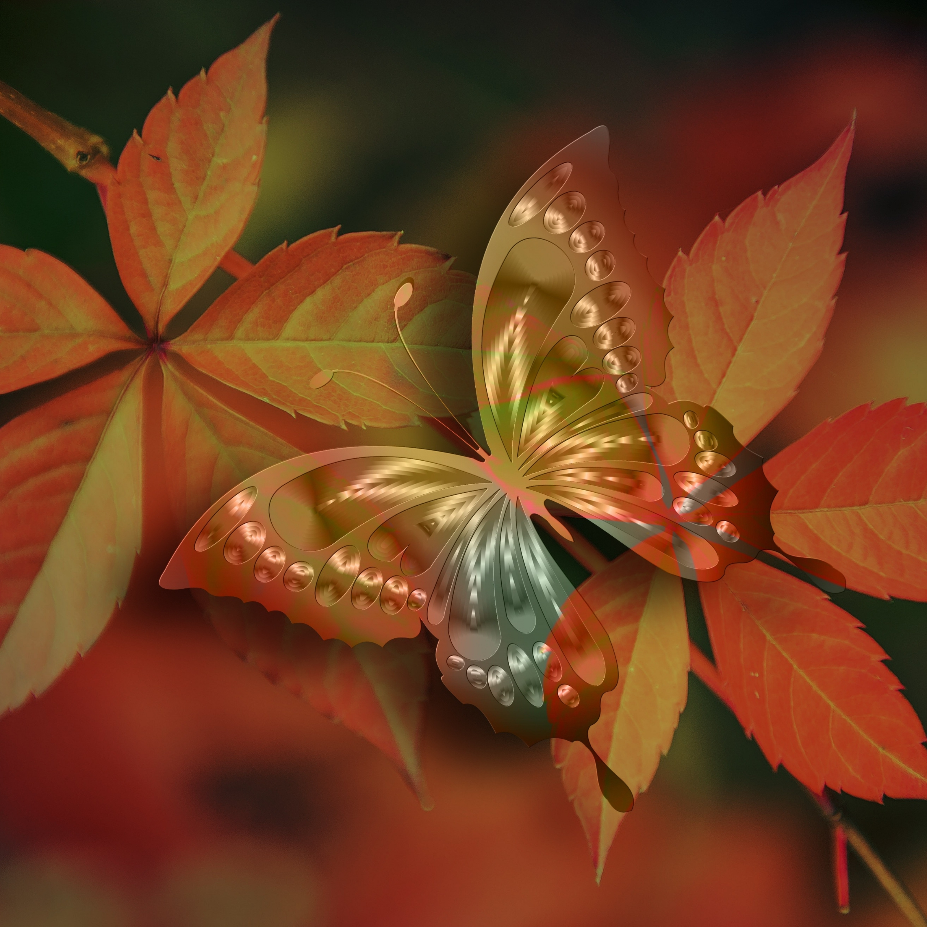 Autumn Orange Fall Leaf Macro iPad Air Wallpapers Free Download