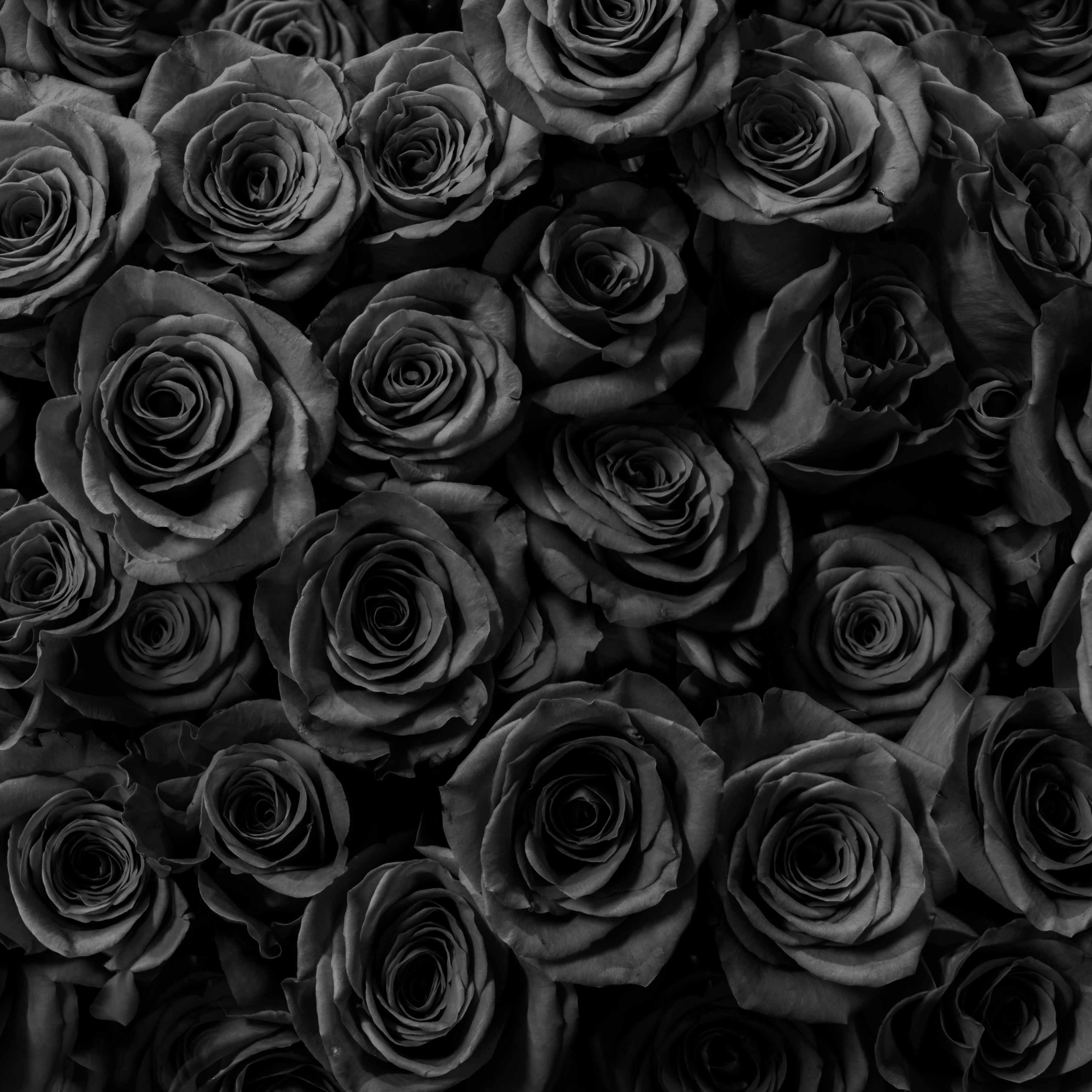 Черная роза на черном фоне матовый